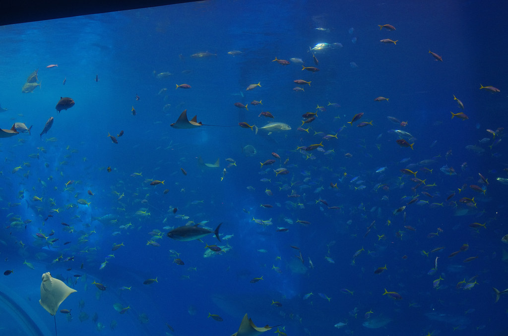 churaumi aquarium