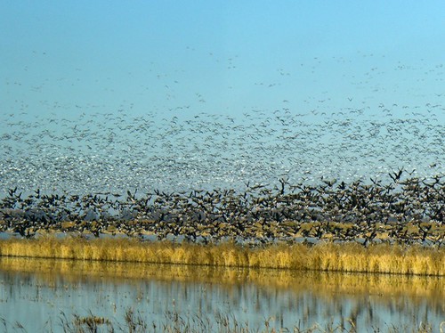 Rice fields in California provide year-round habitat for more than 200 different species of wildlife, including about 10 million migratory birds that travel the Pacific Flyway twice a year. Photo: NRCS