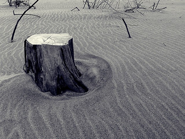 Pine tree stump on the beach.  Photographed by Bernard Eirrol Tugade
