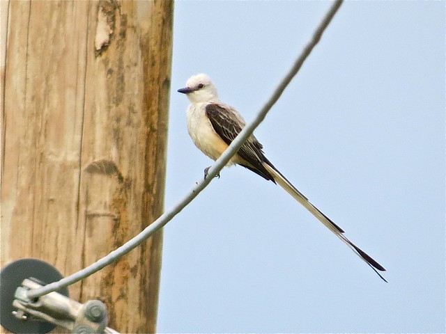 Scissor-tailed Flycatcher in Havana, IL