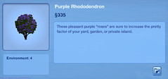 Purple Rhondodendron
