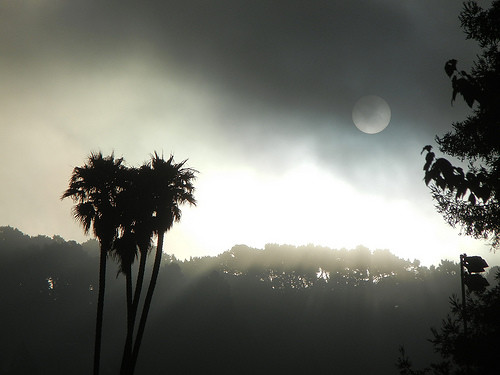DSCN9201 _ Fog & Sun, Berkeley, CA