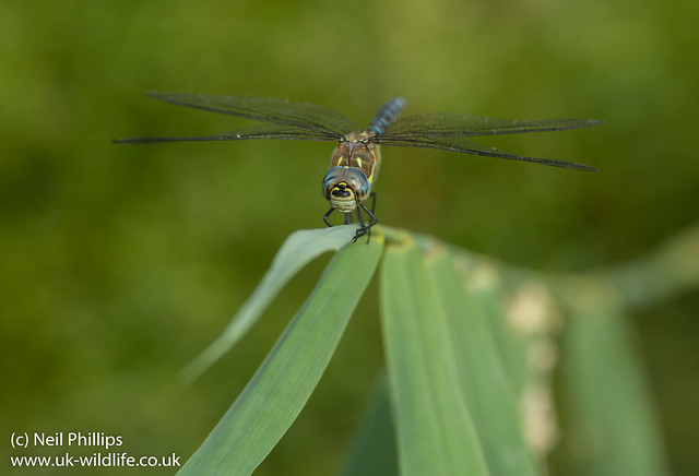 migrant hawker dragonfly