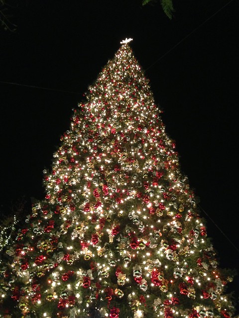 tree at the Grove