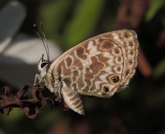 Butterflies Australia