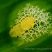 Tiny Leafhopper nymph