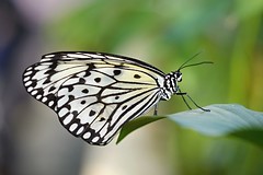 Schmetterlinge / Butterflys