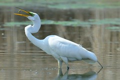 Egrets, Herons and Cranes