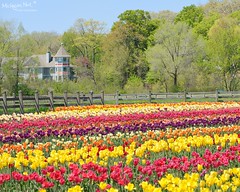 "A rainbow of tulips"  Holland, Michigan by Michigan Nut