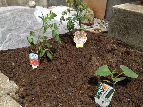 トマトとキュウリを植えました