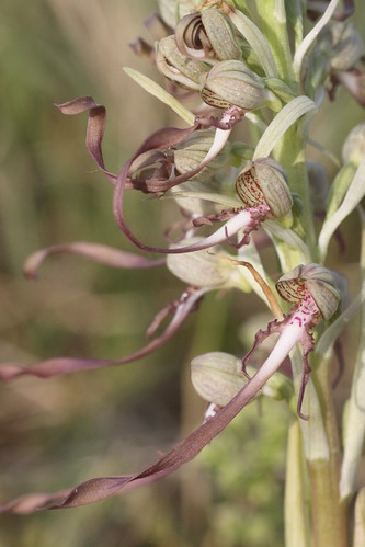 Lizard Orchid Himantoglossum hircinum