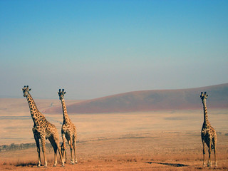 Drei Giraffen (Ngorongoro)