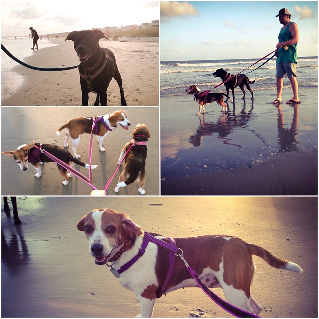 Beagles on the beach
