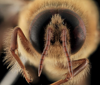 Apis mellifera, Drone, face2, MD, Talbot County_2013-09-30-18.21.11 ZS PMax