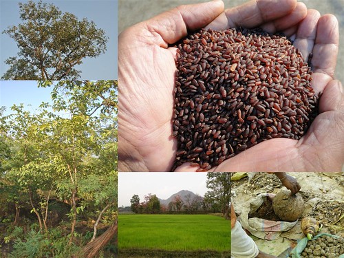 Validated and Potential Medicinal Rice Formulations for Diabetes (Madhumeh) and Cancer Complications and Revitalization of Kidney (TH Group-170) from Pankaj Oudhia’s Medicinal Plant Database by Pankaj Oudhia