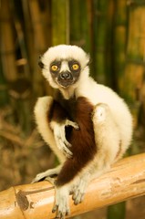 Un lémurien à  Lemurs Park
