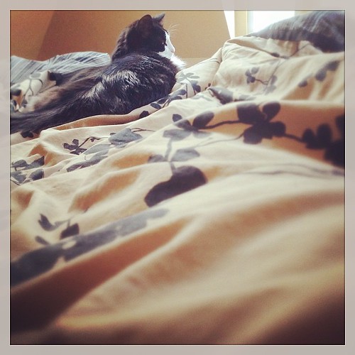 #fmsphotoaday March 9 - 10AM. Yes, still in bed. It's Daylight Savings, give me a break! #catsofinstagram