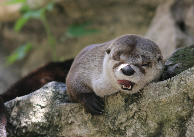 River Otter Yawning