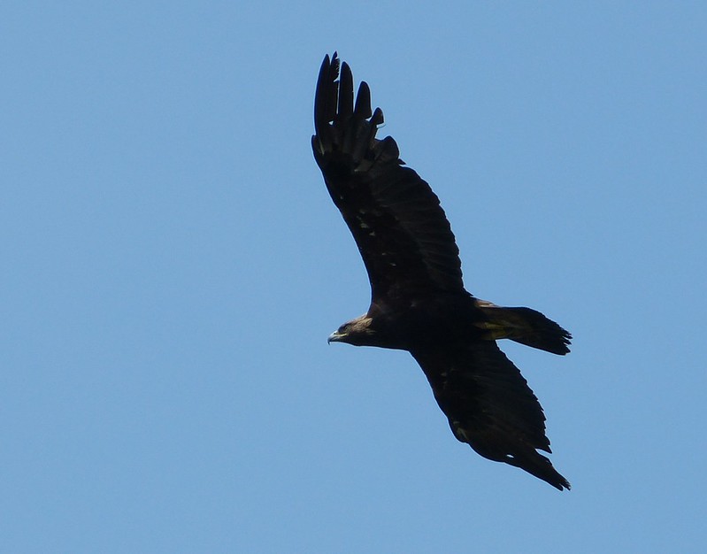 P1050252_2 - Golden Eagle, Isle of Mull