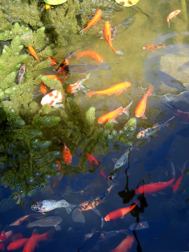 wittle fishes!