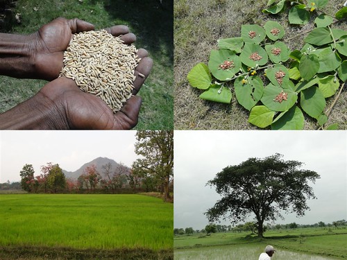 Medicinal Rice Formulations for Diabetes Complications, Heart and Liver Diseases (TH Group-68 special) from Pankaj Oudhia’s Medicinal Plant Database by Pankaj Oudhia