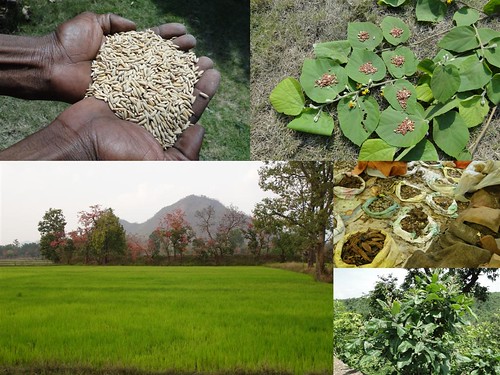 Medicinal Rice Formulations for Diabetes Complications, Heart and Liver Diseases (TH Group-69) from Pankaj Oudhia’s Medicinal Plant Database by Pankaj Oudhia