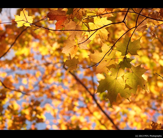Autumn colours at Jackson Park