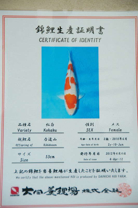 certificaat kohaku dainichi