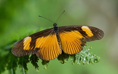 Lepidoptera (DRC)