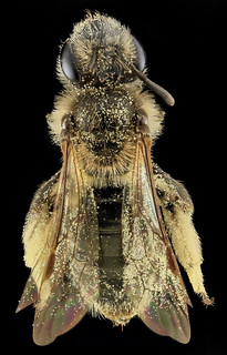 Andrena fenningeri, F, Back, Bowie, Maryland_2013-06-12-15.06.57 ZS PMax