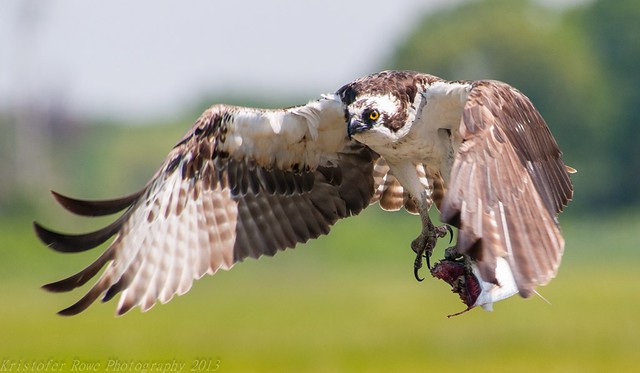 Osprey with fish lift off