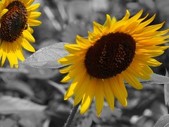 Sunflowers & More