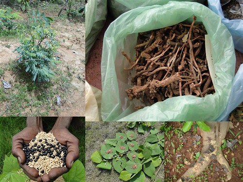 Indigenous Medicinal Rice Formulations for Diabetes and Cancer Complications, Heart and Kidney Diseases (TH Group-103) from Pankaj Oudhia’s Medicinal Plant Database by Pankaj Oudhia