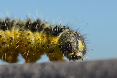 Caterpillar - Orugas