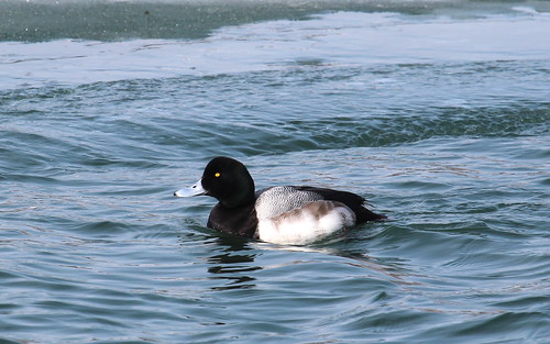 Greater scaup, male by ricmcarthur