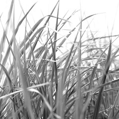 Grass, corn, reeds and such stuff