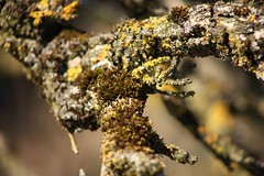 Fungi, Lichen & Mosses