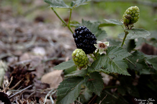 kiowa blackberry