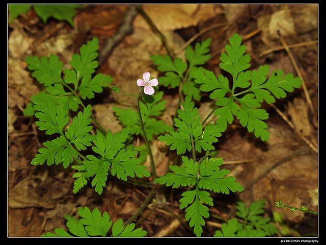 2013-06-04-P6043022-Herb-robert (Geranium robertianum)