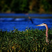Great Blue Heron hunting a grassy edge
