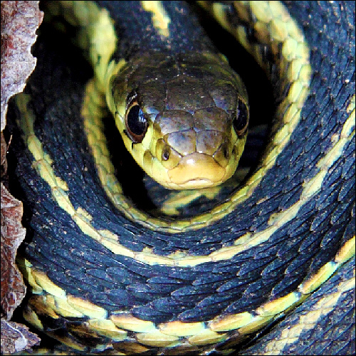 Snakes or bears: which are more dangerous?