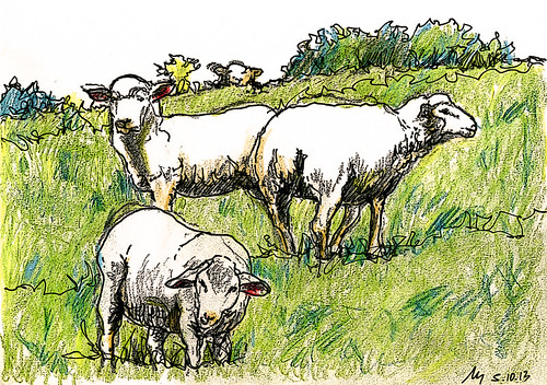 Sheep from Rechtenfleth by manfred schloesser