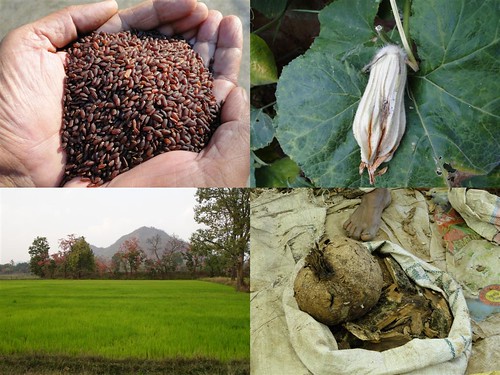 Validated and Promising Medicinal Rice Formulations for Diabetes (Madhumeha) and Cancer Complications and Revitalization of Kidney (TH Group-154) from Pankaj Oudhia’s Medicinal Plant Database by Pankaj Oudhia