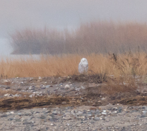 Snowy Owl, Milford, CT, 11/27/2013