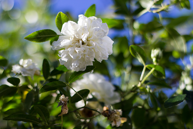 white roses, dappled sunlight