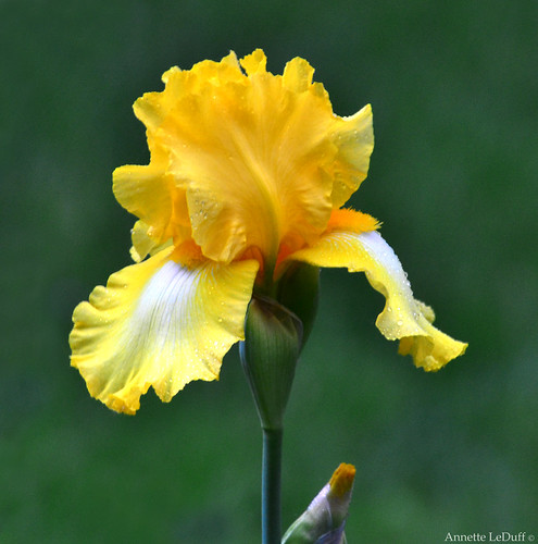 Invigorated Iris