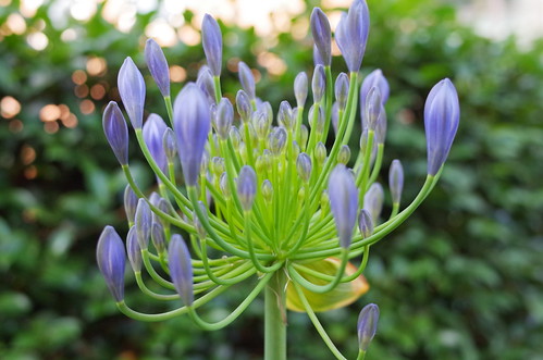 early agapanthus