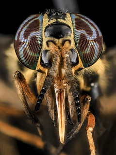 Deer Fly 1, U, Face, MD, PG County_2013-07-02-18.04.42 ZS PMax