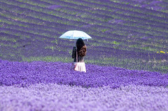 Lavender Fields 2013