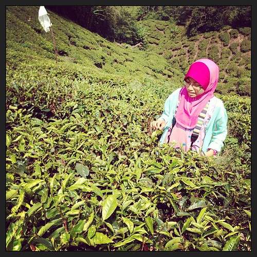 #tea plantation #cameron highland